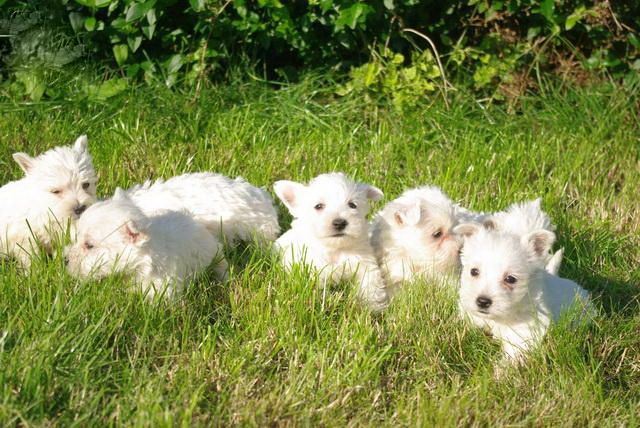 images/contenu/Chiots/westie/pasdechiots/westies_17_-_Copie_-_Copie.jpg
