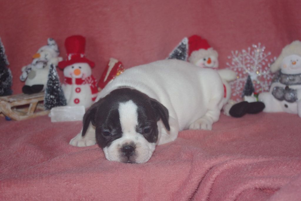 images/contenu/Chiots/Bouledogue/002/8-bouledogue_franais_4.jpg