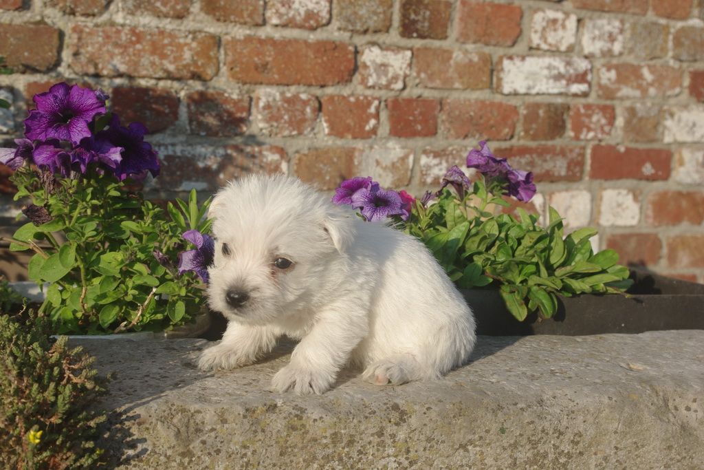 Les Chiens de la Bistade - westie 007