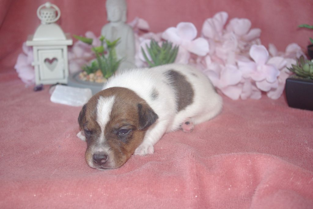 images/contenu/Chiots/jackrussel/003/9-jack_russel_17.jpg