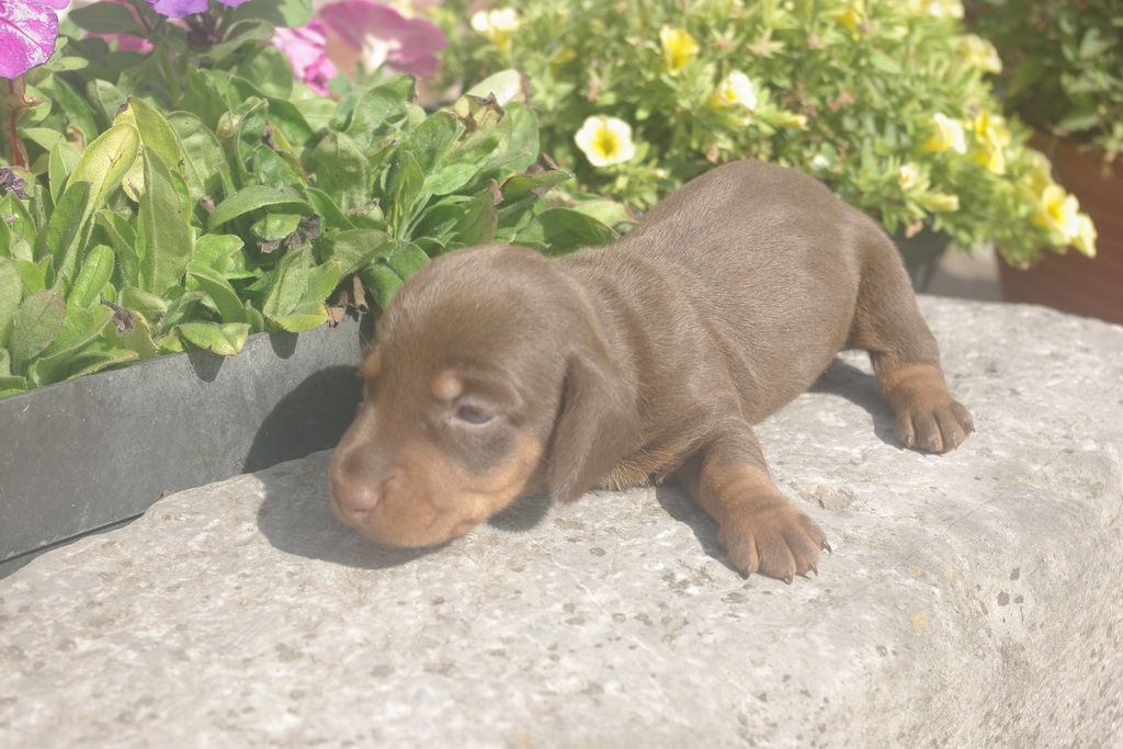 images/contenu/Chiots/teckel/005/9-teckel_2.jpg