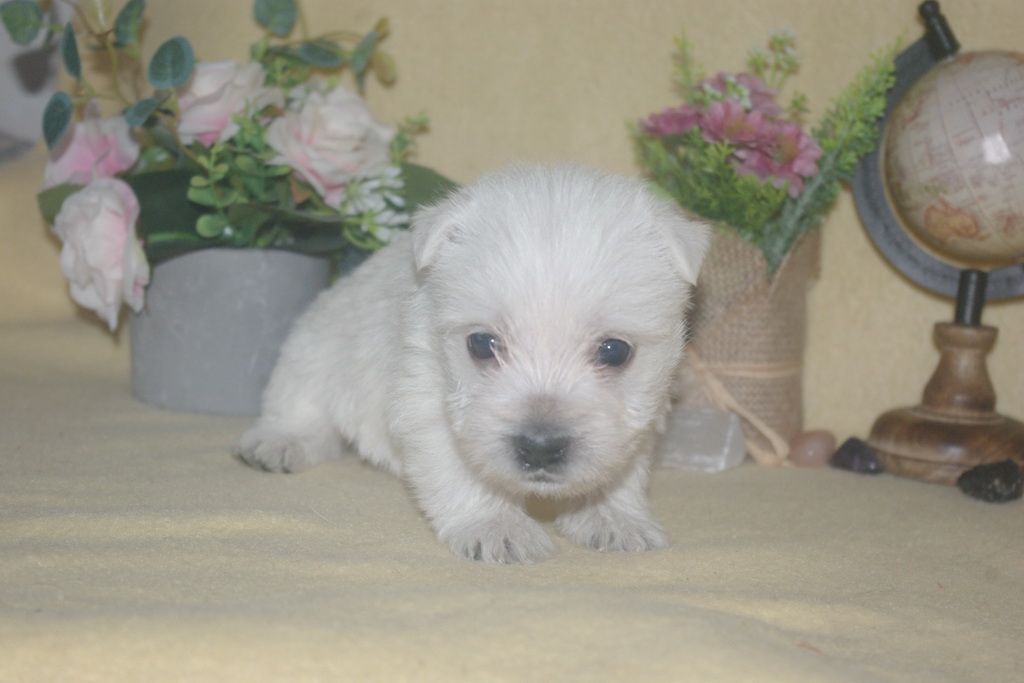 images/contenu/Chiots/westie/004/9-westie_15.jpg
