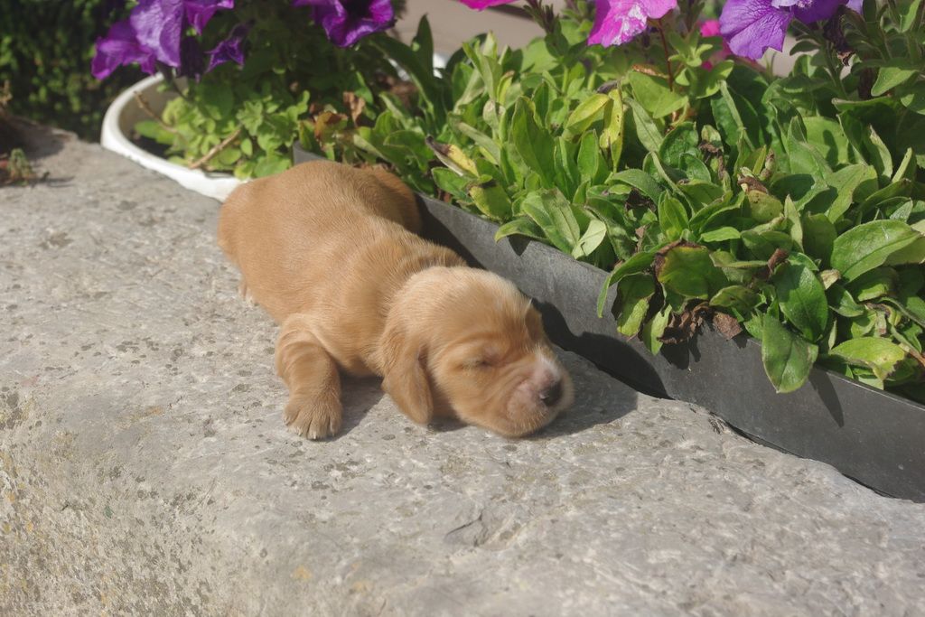 images/contenu/Chiots/Cocker/008/IMGP0442.jpg