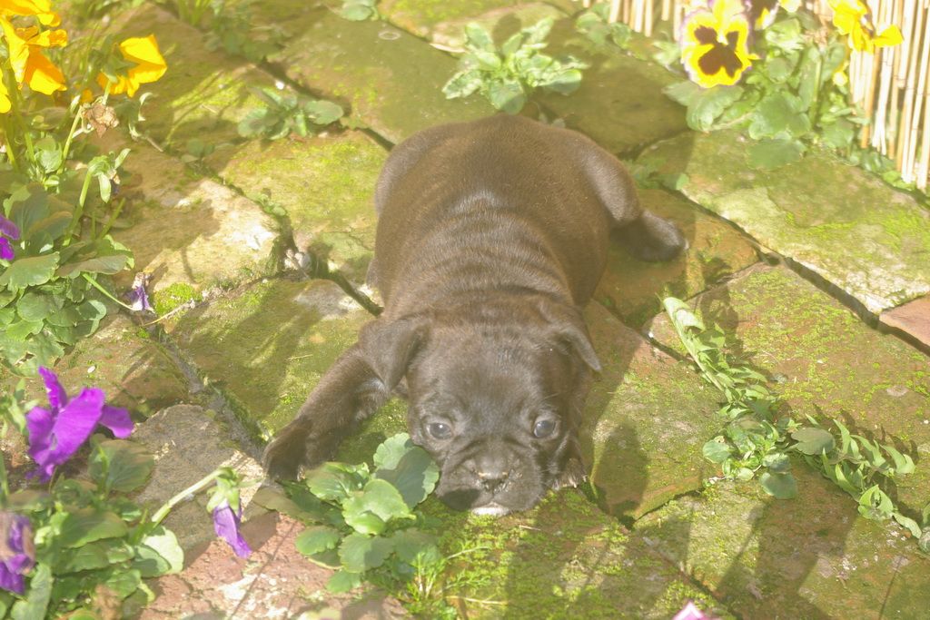 images/contenu/Chiots/Bouledogue/003/9-bouledogue_franais_10.jpg