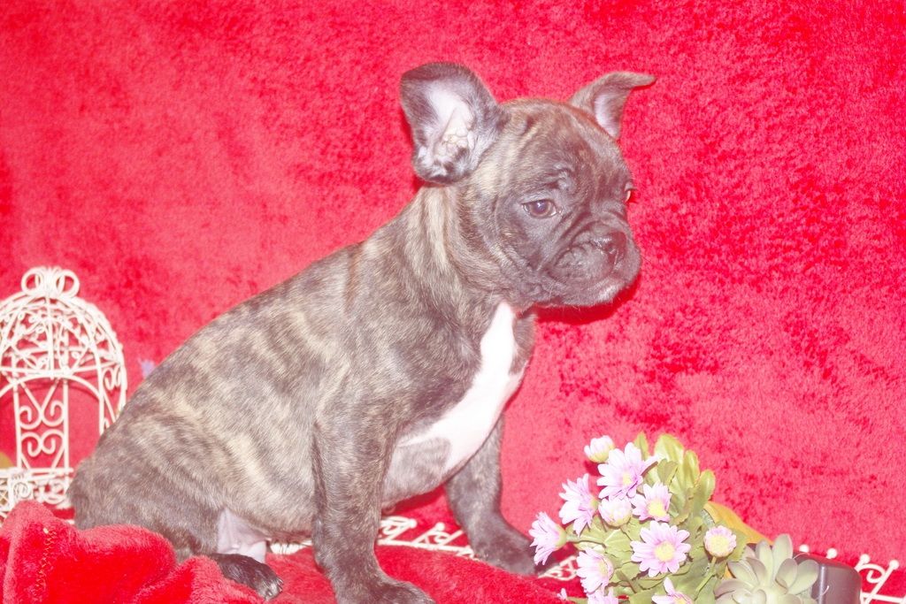 images/contenu/Chiots/Bouledogue/013/bouledogue_franais_001_9.jpg