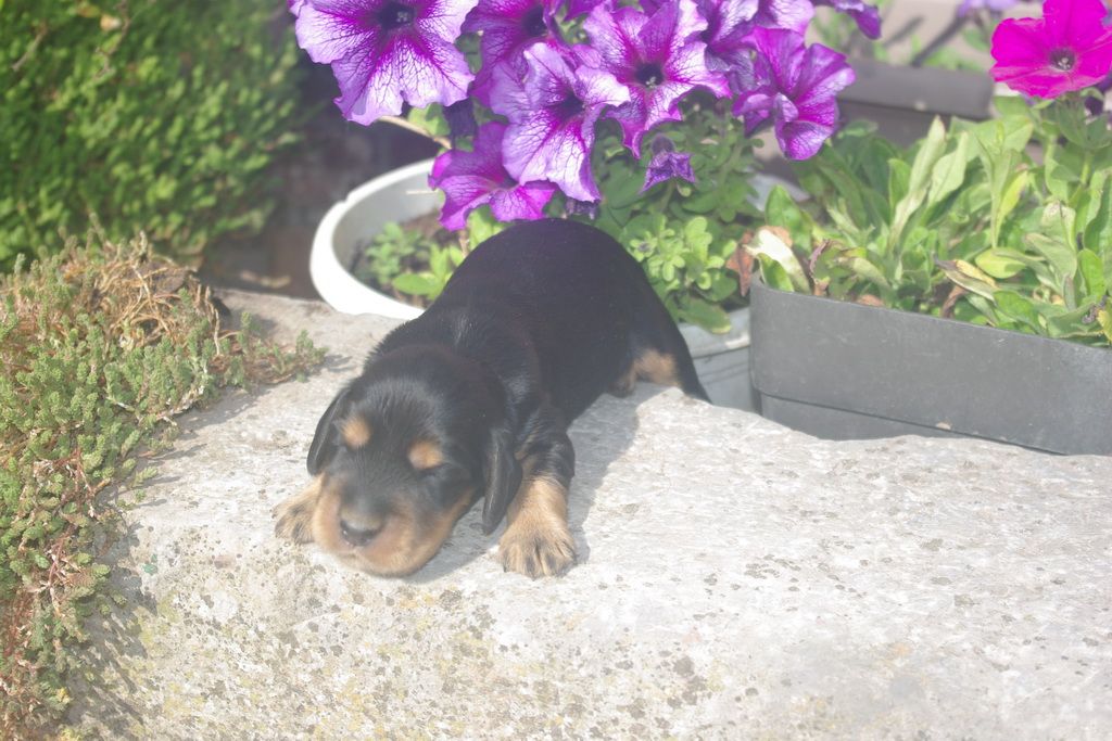 images/contenu/Chiots/Cocker/003/9-cocker_anglais_5.jpg
