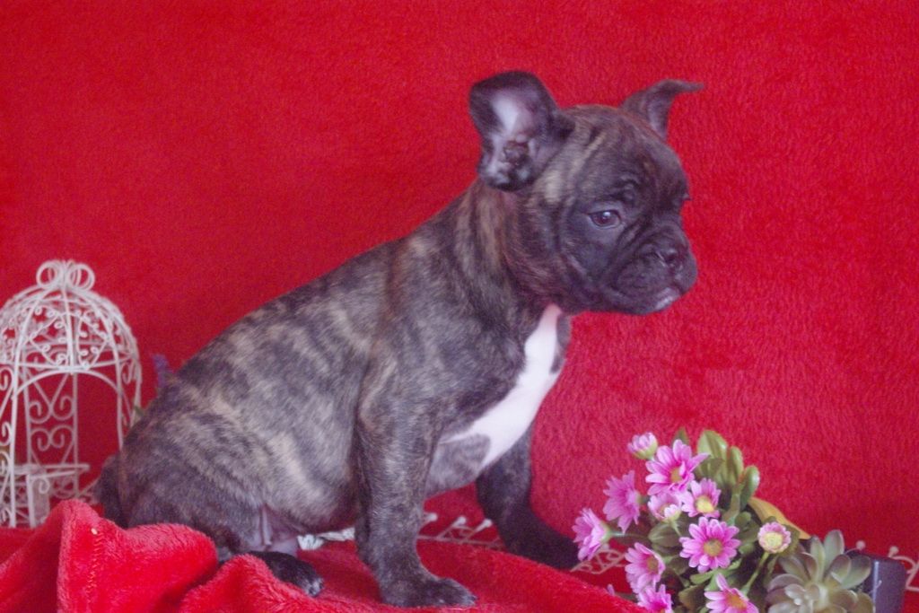 images/contenu/Chiots/Bouledogue/013/bouledogue_franais_001_8.jpg