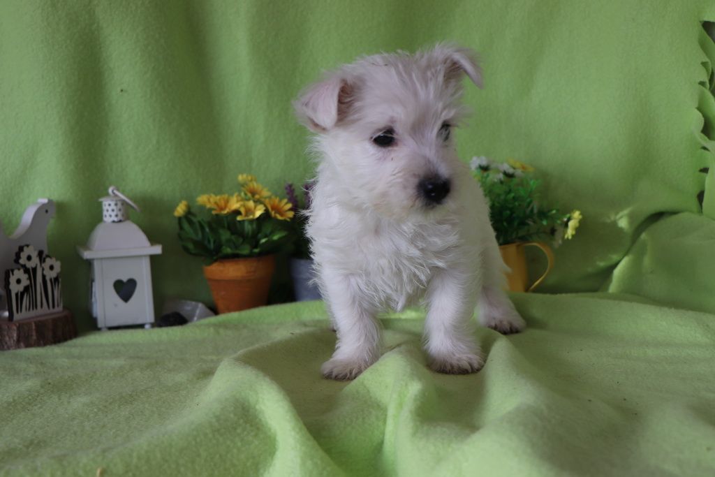 images/contenu/Chiots/westie/004/8-westie_8.jpg