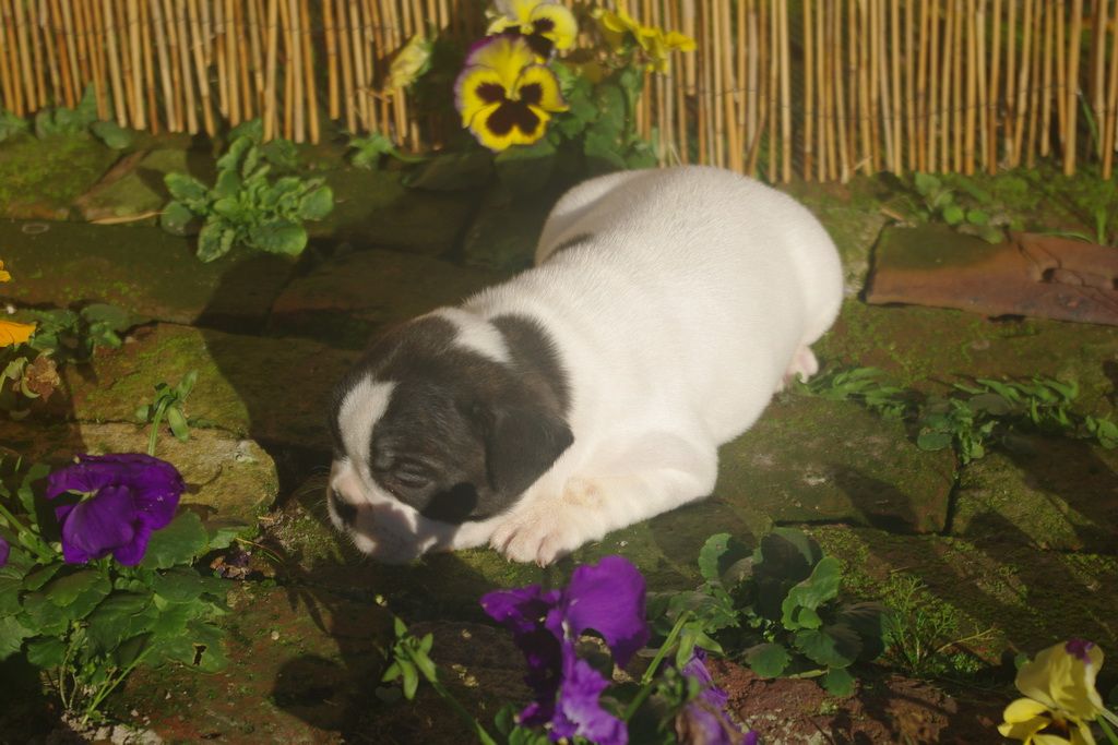 images/contenu/Chiots/Bouledogue/002/9-bouledogue_franais_3.jpg