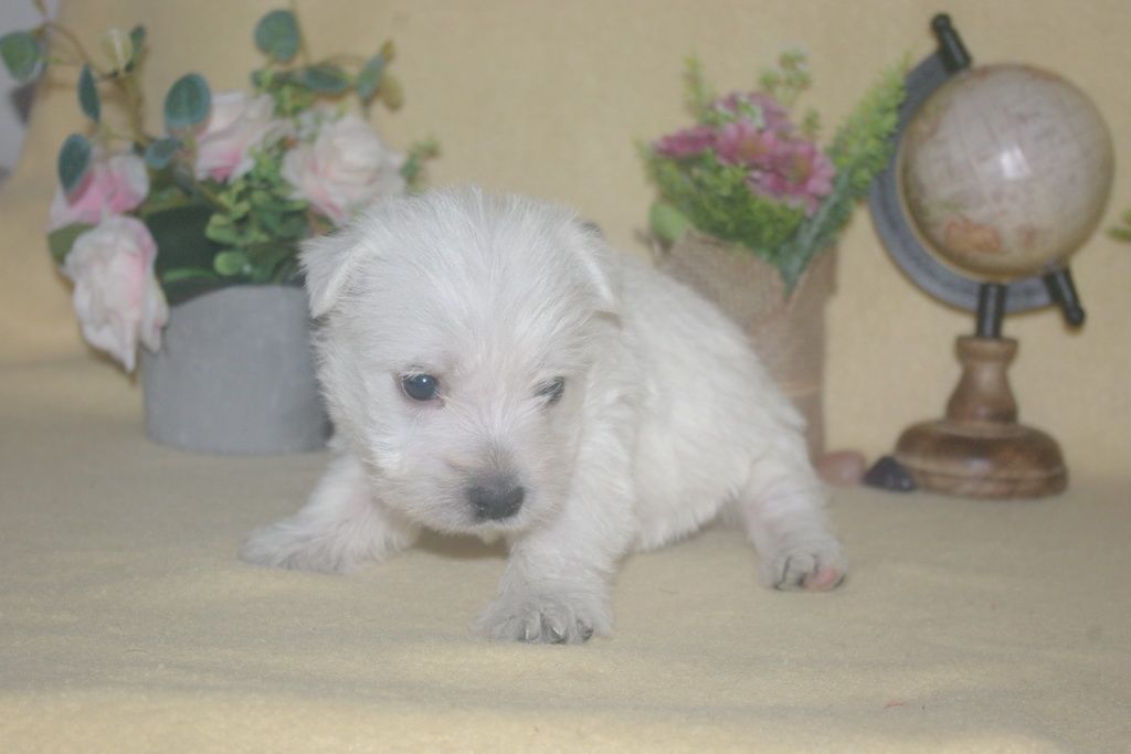 images/contenu/Chiots/westie/003/9-westie_14.jpg