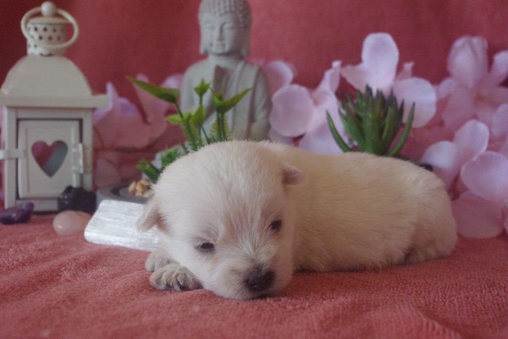 Les Chiens de la Bistade - westie 003