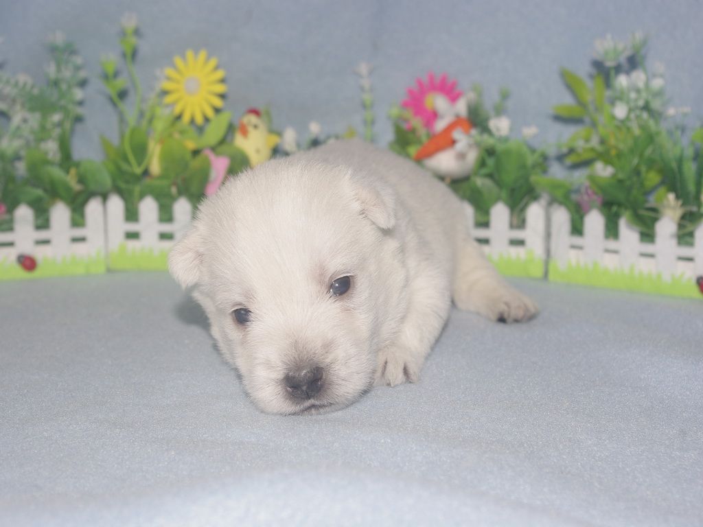 images/contenu/Chiots/westie/004/westie_002_2.jpg