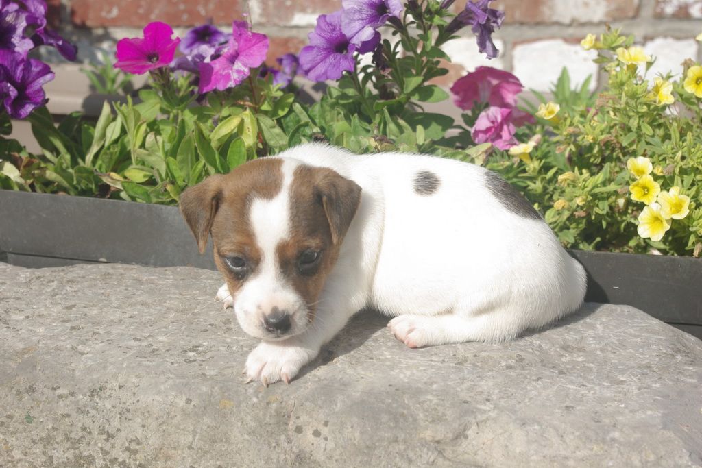 Les Chiens de la Bistade - jack russel 002