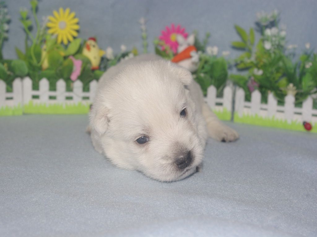 images/contenu/Chiots/westie/004/westie_002_3.jpg