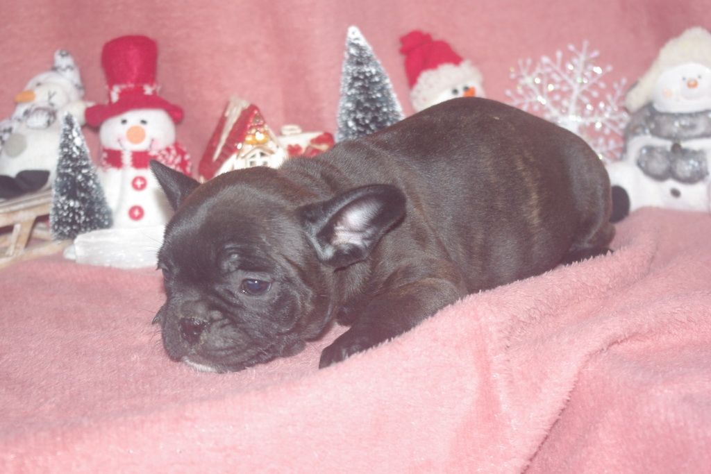 images/contenu/Chiots/Bouledogue/003/8-bouledogue_francais_8.jpg