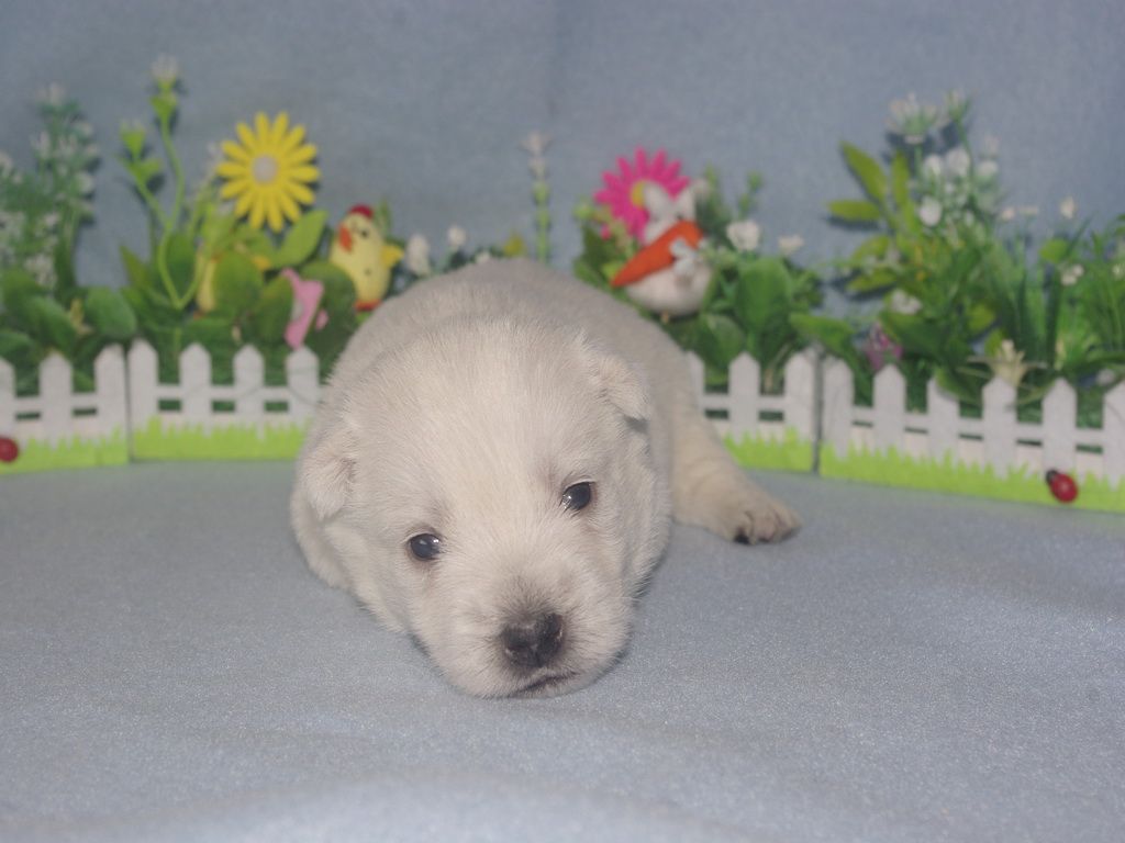 images/contenu/Chiots/westie/004/westie_002_1.jpg