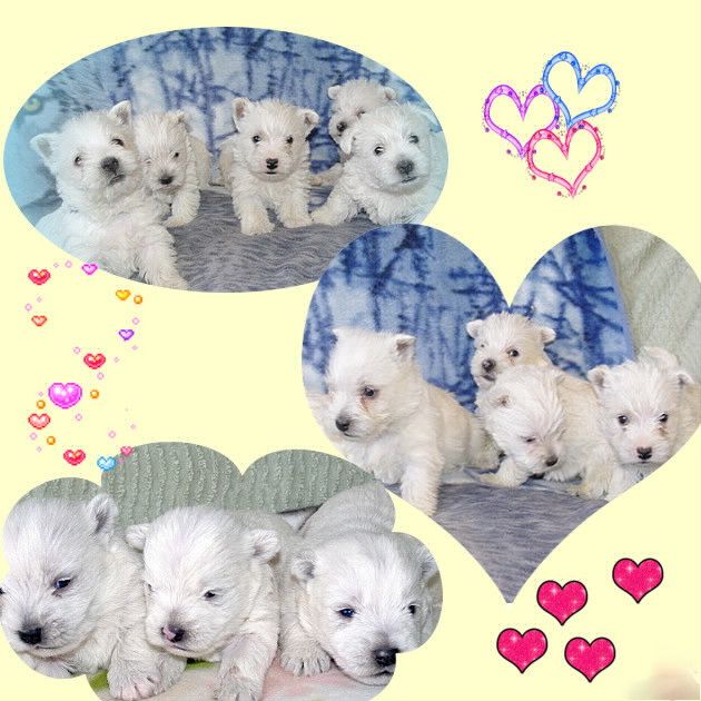 images/contenu/Chiots/westie/pasdechiots/westies_17.jpg