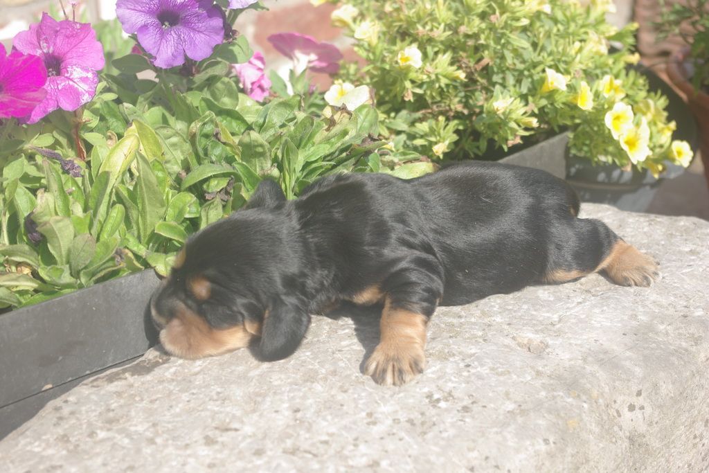 images/contenu/Chiots/Cocker/004/9-cocker_anglais_2.jpg