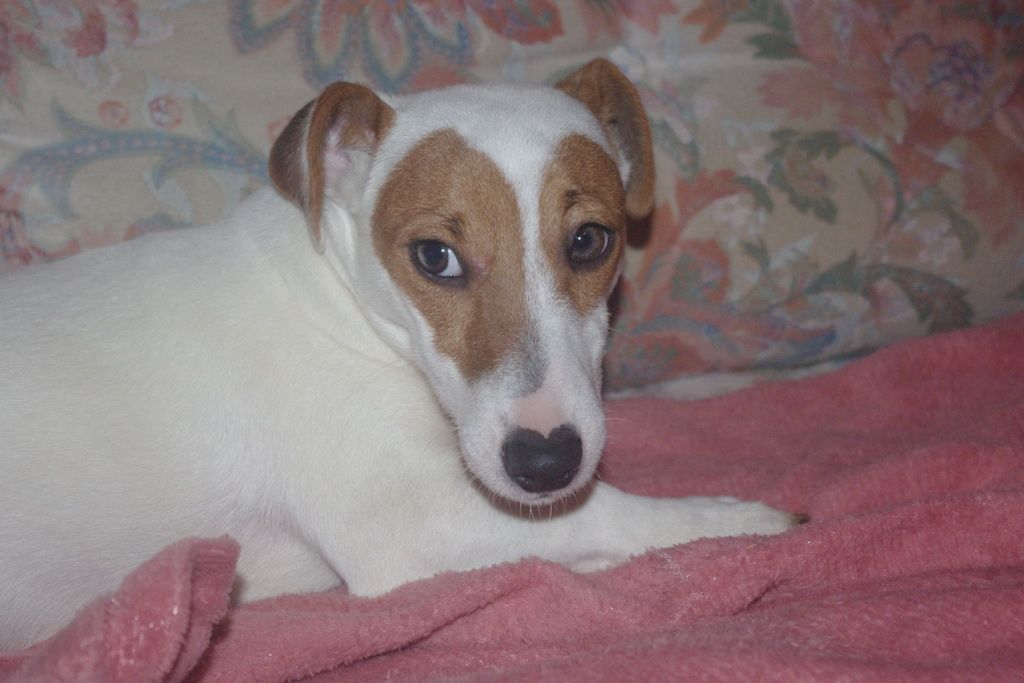 images/contenu/Chiots/jackrussel/005/5-jack_russel_14.jpg