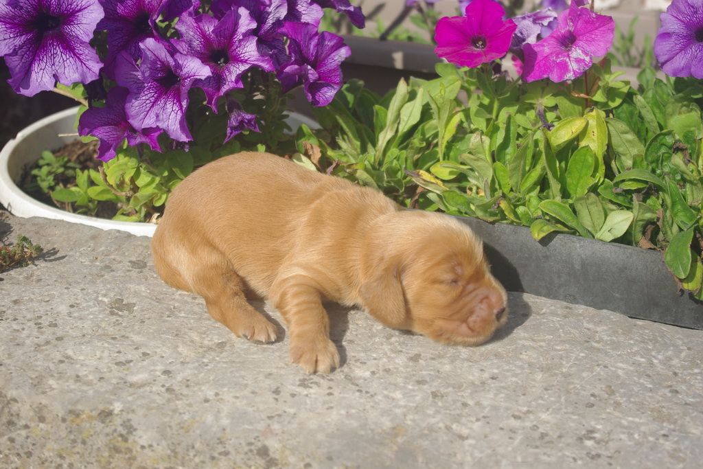 images/contenu/Chiots/Cocker/007/9-cocker_anglais_2.jpg