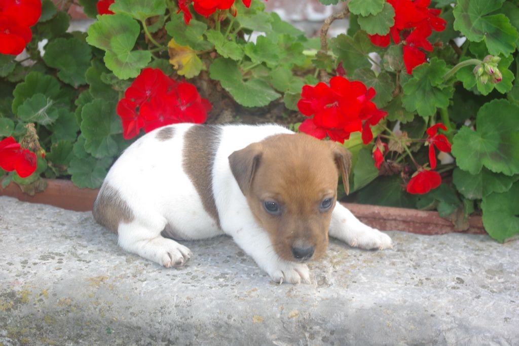 images/contenu/Chiots/jackrussel/004/9-jack_russel_10.jpg