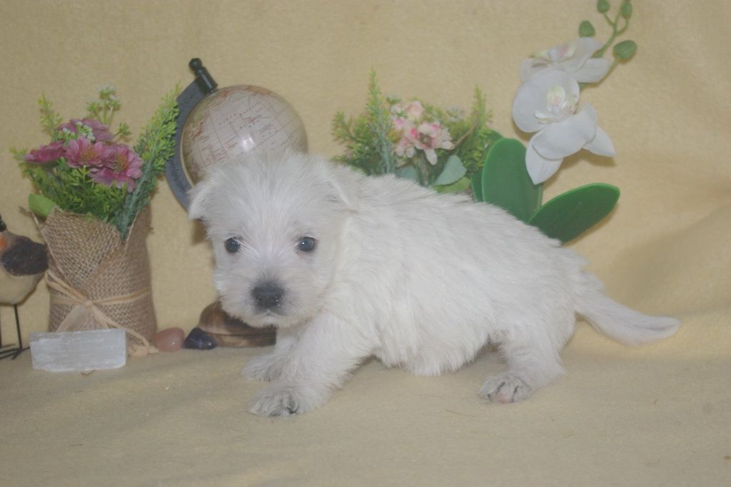 images/contenu/Chiots/westie/003/9-westie_6.jpg