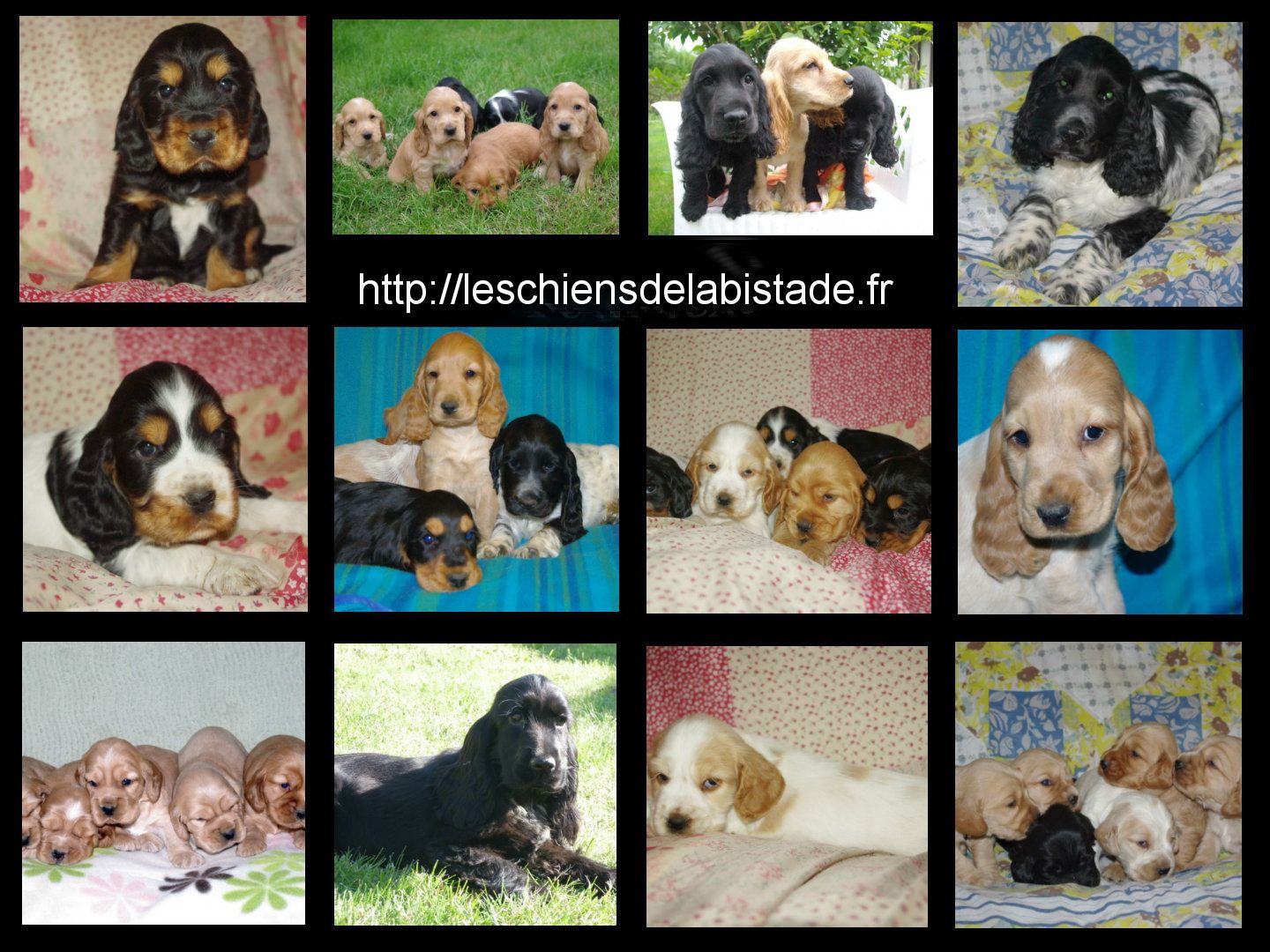 images/contenu/Chiots/Cocker/pasdechiots/cocker_anglais_34.jpg