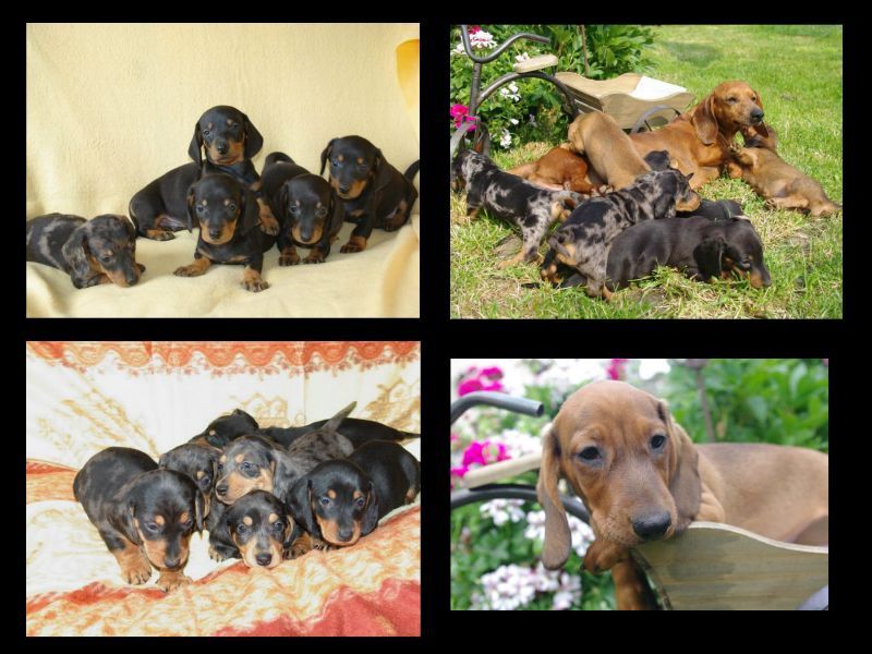 images/contenu/Chiots/teckel/pasdechiots/teckels_a_poils_ras_4.jpg