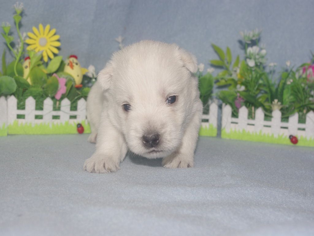 images/contenu/Chiots/westie/004/westie_002_5.jpg