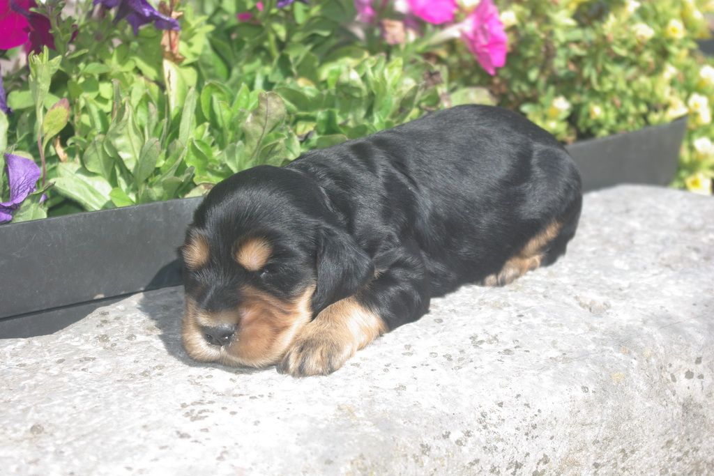 images/contenu/Chiots/Cocker/003/8-cocker_anglais_4.jpg