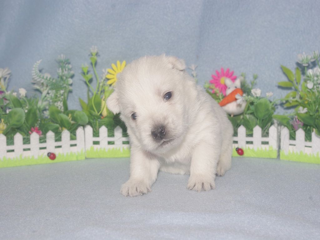 images/contenu/Chiots/westie/004/westie_002_4.jpg