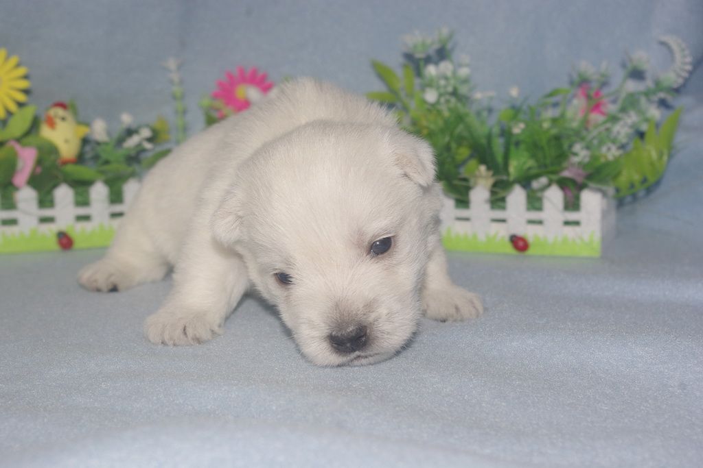 images/contenu/Chiots/westie/004/westie_002_6.jpg