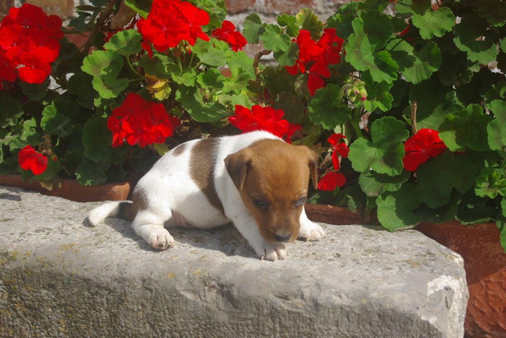 images/contenu/Chiots/jackrussel/004/9-jack_russel_7.jpg