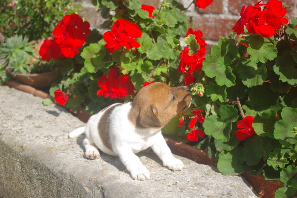 images/contenu/Chiots/jackrussel/004/9-jack_russel_8.jpg