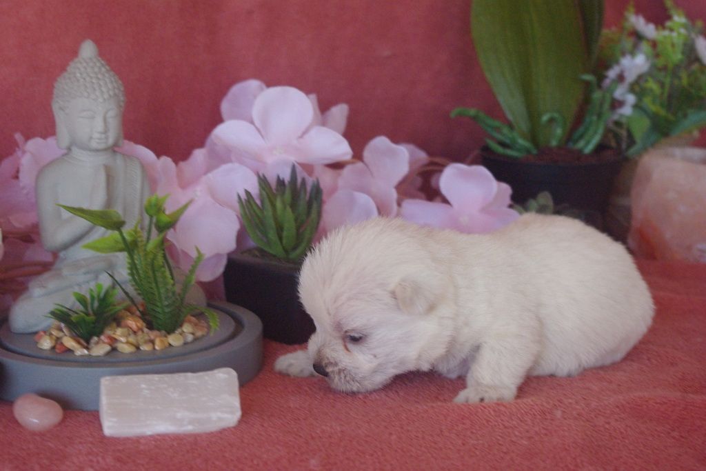images/contenu/Chiots/westie/007/9-westie_4.jpg
