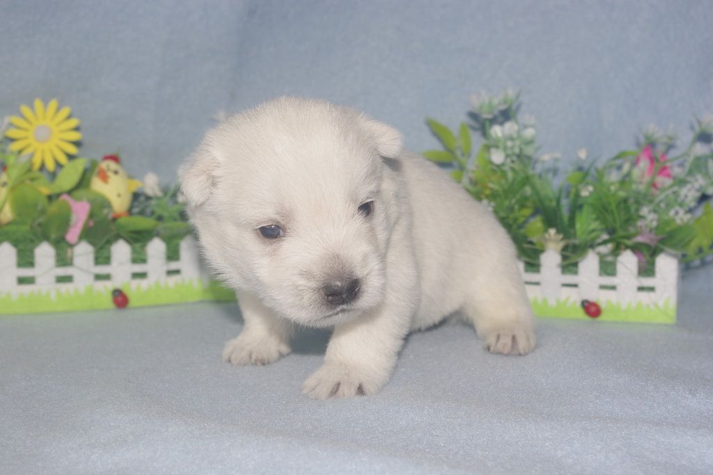 images/contenu/Chiots/westie/004/westie_002_7.jpg