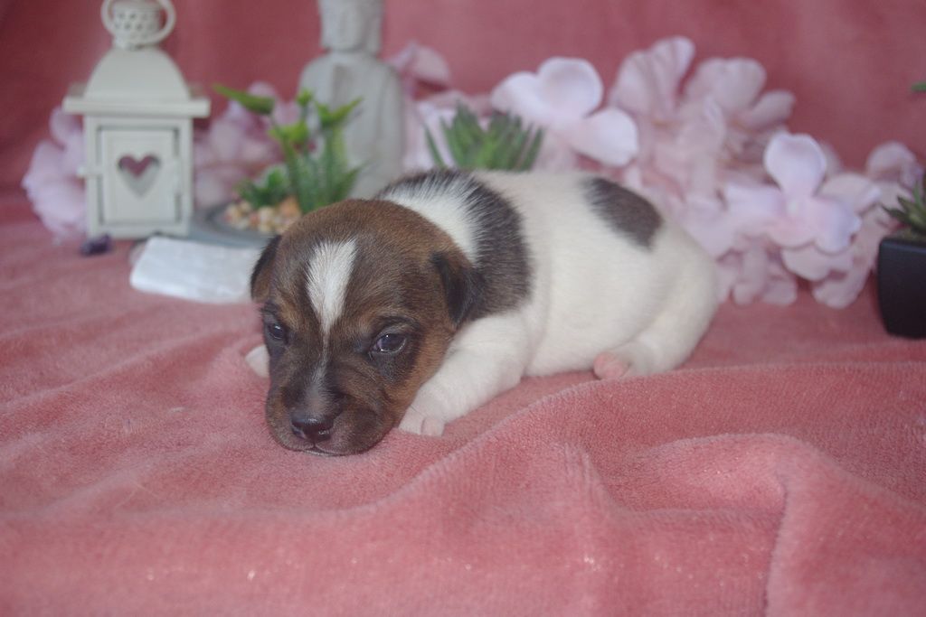 Les Chiens de la Bistade - jack russel 004
