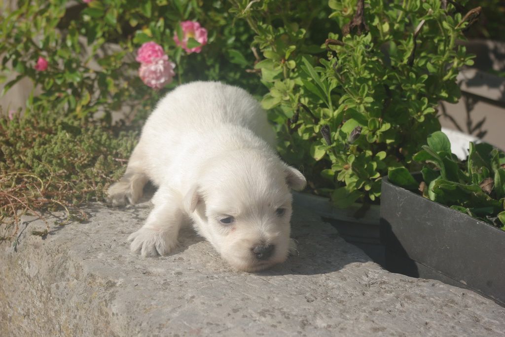 Les Chiens de la Bistade - westie 001