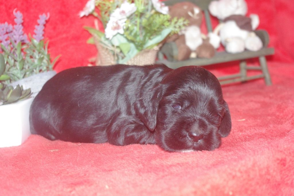 images/contenu/Chiots/Cocker/002/9_cocker_anglais_4.jpg