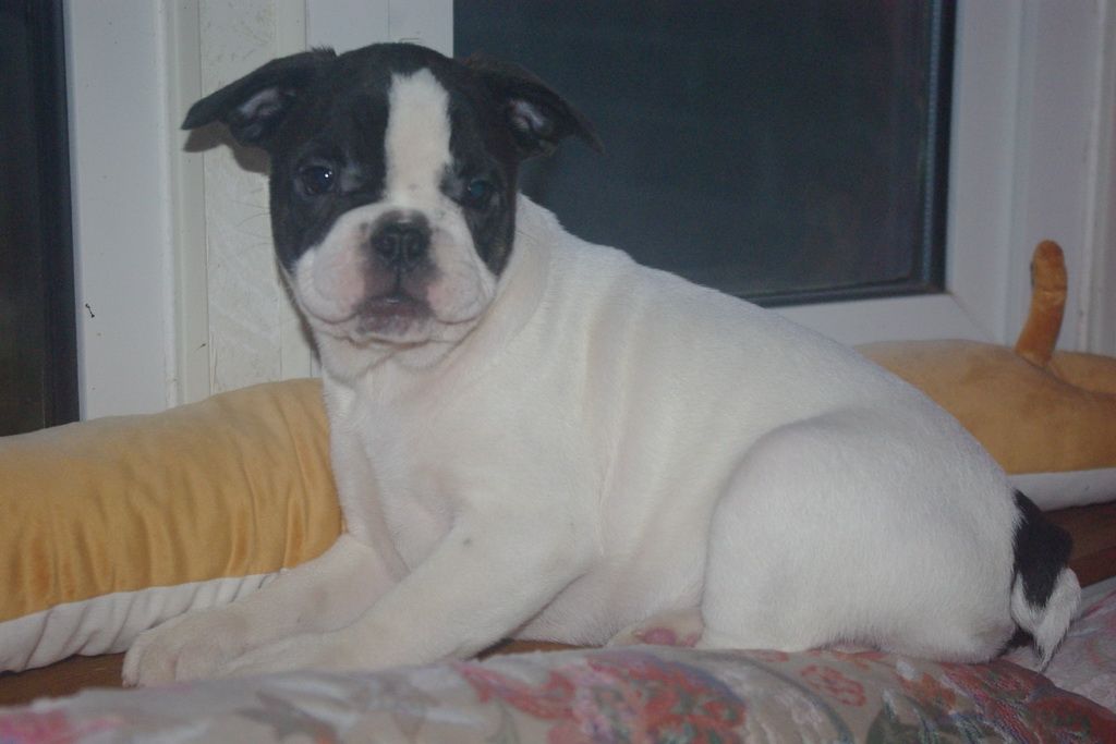 images/contenu/Chiots/Bouledogue/002/7-bouledogue_franais_4.jpg