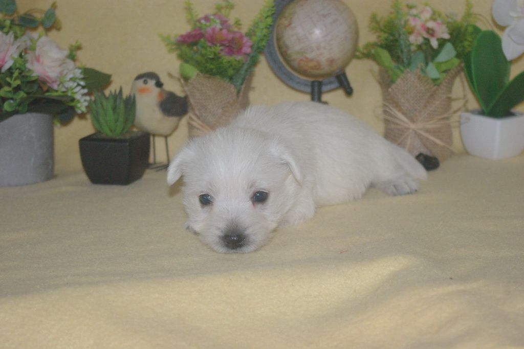 images/contenu/Chiots/westie/002/9-westie_6.jpg