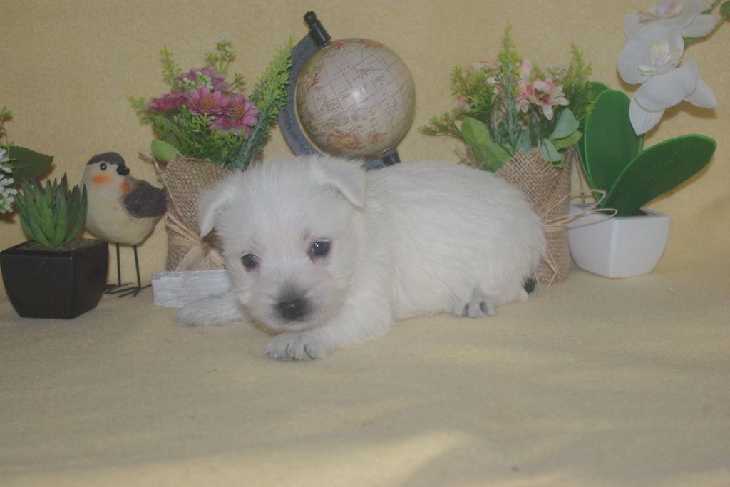 images/contenu/Chiots/westie/002/9-westie_9.jpg
