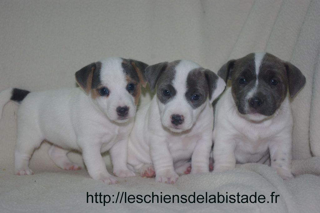 images/contenu/Chiots/jackrussel/pasdechiots/IMGP3435.jpg