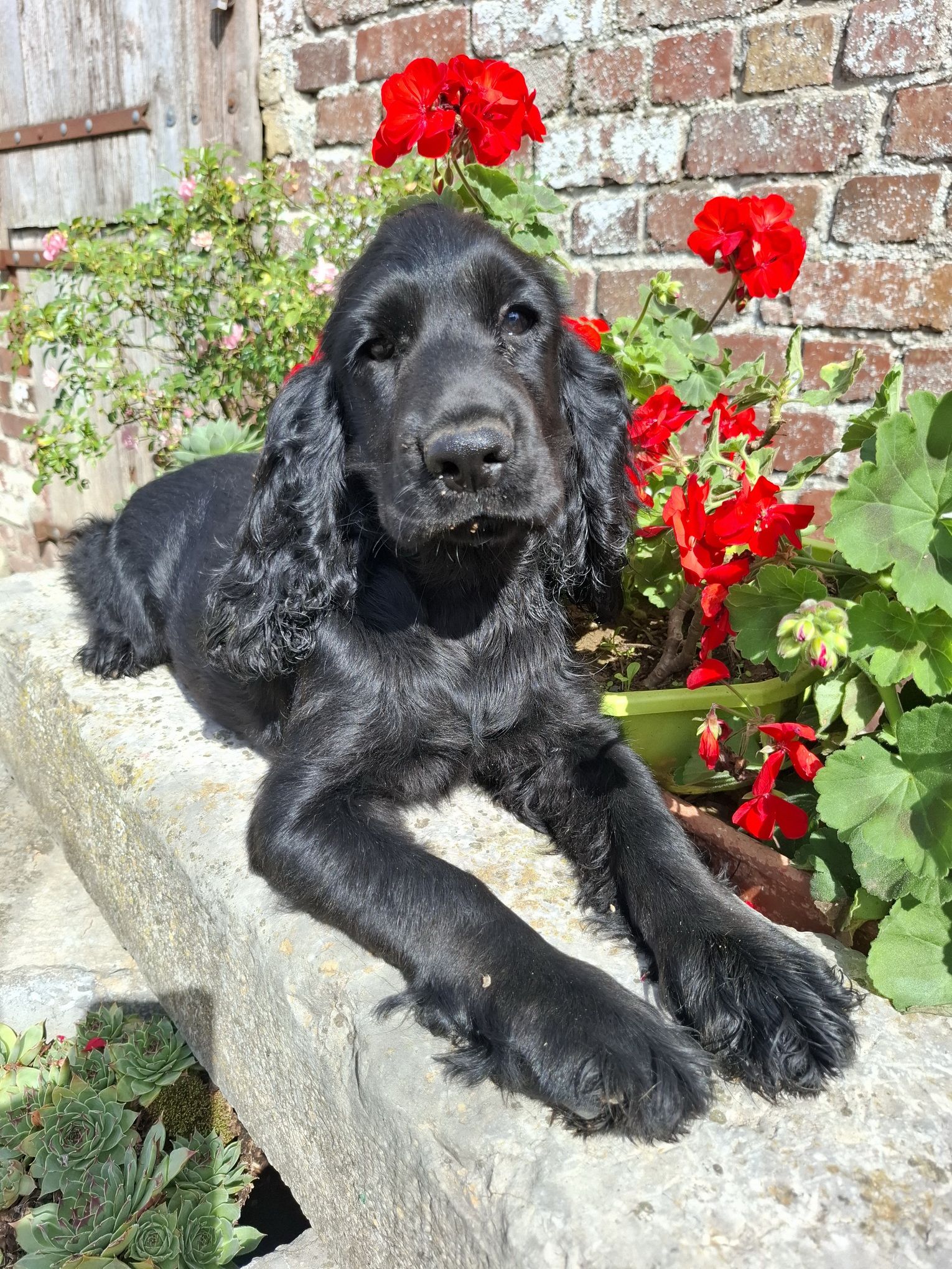 images/contenu/Chiots/Cocker/003/8-cocker_anglais_4.jpg