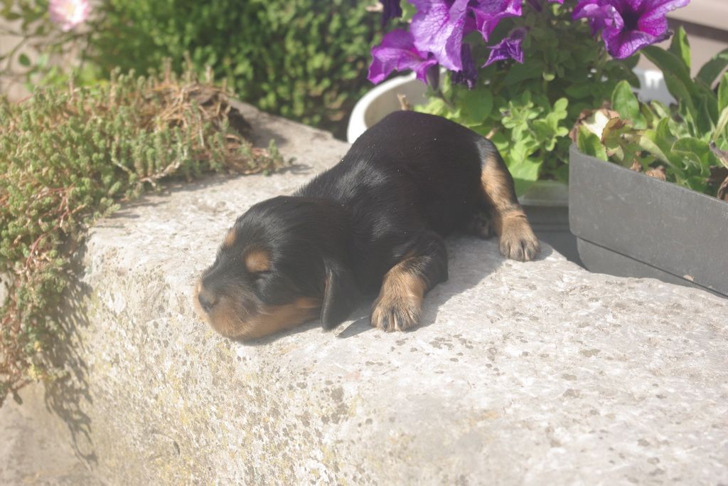 images/contenu/Chiots/Cocker/002/9-cocker_anglais_3.jpg