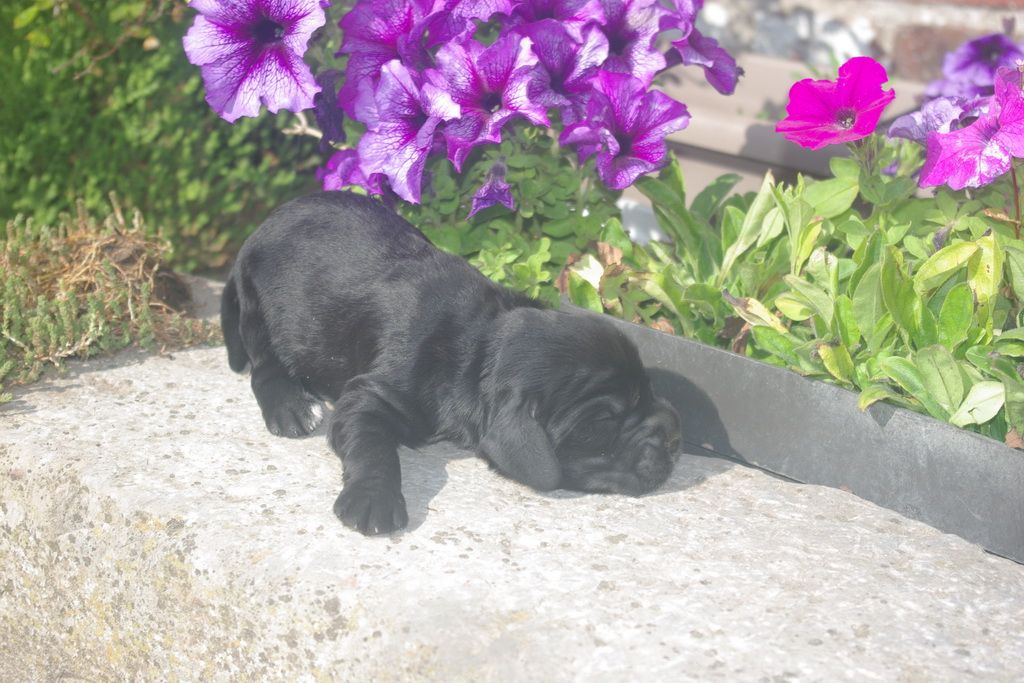images/contenu/Chiots/Cocker/005/9-cocker_anglais_6.jpg