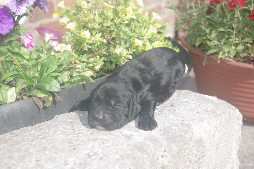 images/contenu/Chiots/Cocker/005/9-cocker_anglais_9.jpg