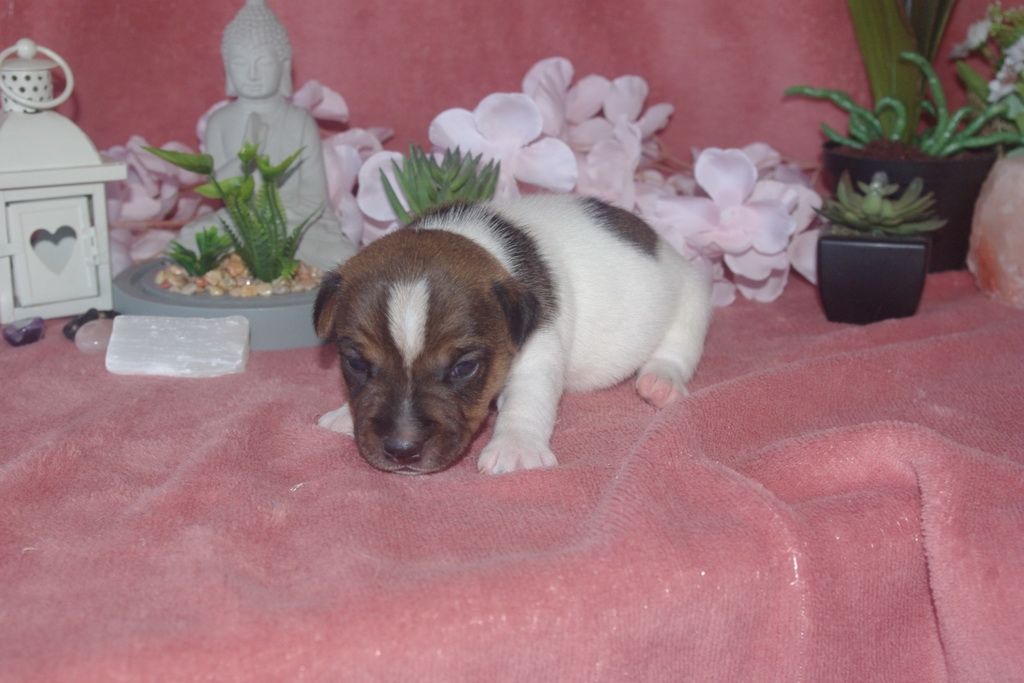 images/contenu/Chiots/jackrussel/004/9-jack_russel_16.jpg