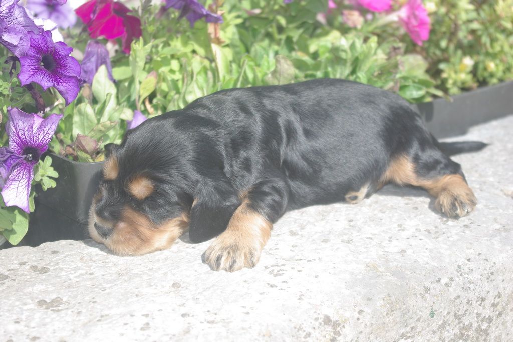images/contenu/Chiots/Cocker/004/8-cocker_anglais_10.jpg