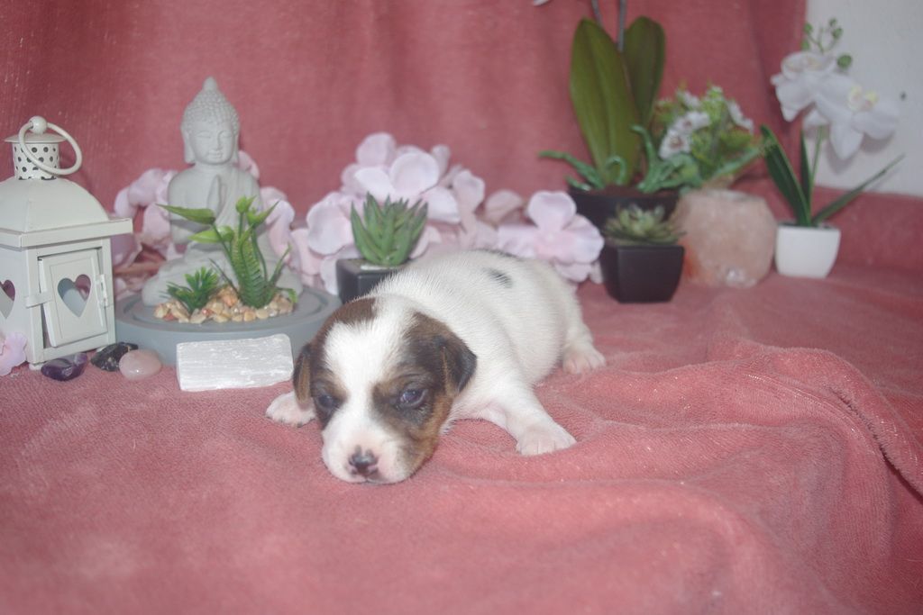 Les Chiens de la Bistade - jack russel 002